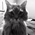 Brenda VanSpeybroeck Wilper's profile image