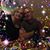 Stacey Donahue's profile image