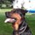 Pete McKeever's profile image