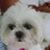 Sharon Benatti's profile image
