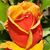 Joseph Mondragon's profile image