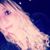 Annalise Biondo's profile image