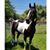 Jeannie Pittman's profile image