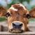 Jesse Harris's profile image
