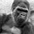 Marc Canaveral's profile image