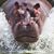 Rossano Giunti's profile image