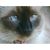 Janine Stubblefield's profile image