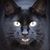 Chris Elmore's profile image