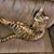 Cindy Haymond Kirkpatrick's profile image