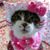 Sue Kelly's profile image