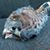 Juan Mojica's profile image