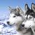 Tania Olson's profile image