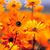 Sarita Gamesfb's profile image