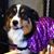 Lisa Bataska's profile image