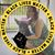 Kari Fogleman's profile image