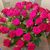 Jolanda Van Egmond Wiersma's profile image