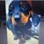 Pete Briese's profile image
