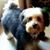 Melody Gibson Belitz's profile image