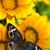 Julie Sims's profile image