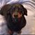 Lynda Wilson's profile image