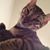 Paul Jason Fambrini's profile image
