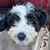 Nola Maggard Brownlee's profile image
