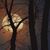 Rachel Semmes's profile image