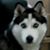 Paul Lareau's profile image