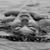 Karen Campsey Major's profile image