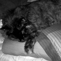 Linny Johnston's profile image