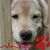 Lisa Lewis Ducher's profile image