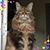 Toni Bannister's profile image