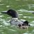 Liz Plante Minder's profile image