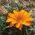 Nancy Purcel's profile image