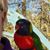 Deanna Brown's profile image