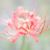 Elizabeth Henry's profile image