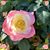 Deb Furnia's profile image
