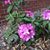 Sue Mayer Faucett's profile image