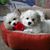Janice Eves's profile image