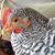 Jennifer Entwistle's profile image