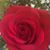 Diane Ferrie's profile image
