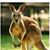 Peter Acel's profile image