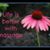 Janis Ellen Carruth's profile image