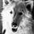 Michelle Renee Collins's profile image
