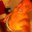 Fernando's profile image