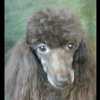 Nan Thomas's profile image