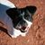 Dann Chesmore's profile image
