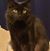 Havoc Cat's profile image