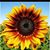 Jennifer Bell Shaw's profile image