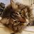 Lori Hensley McKinnon's profile image